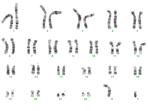 Normal male chromosomes